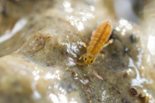 Réf. 212 414 : Desoria tigrina